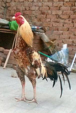 Aseel patha
