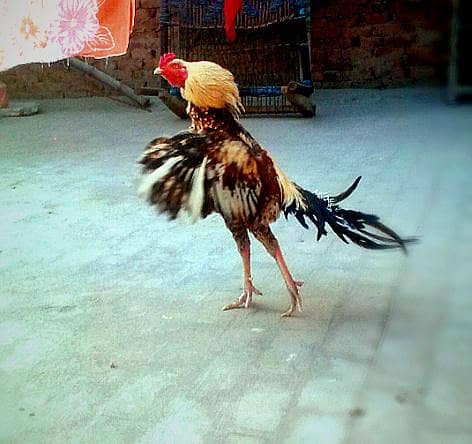 Aseel patha 1
