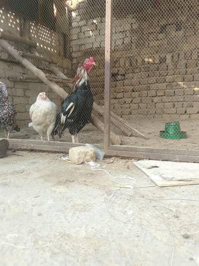 lasani chicks