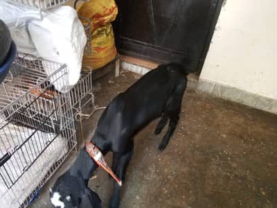goat for sale