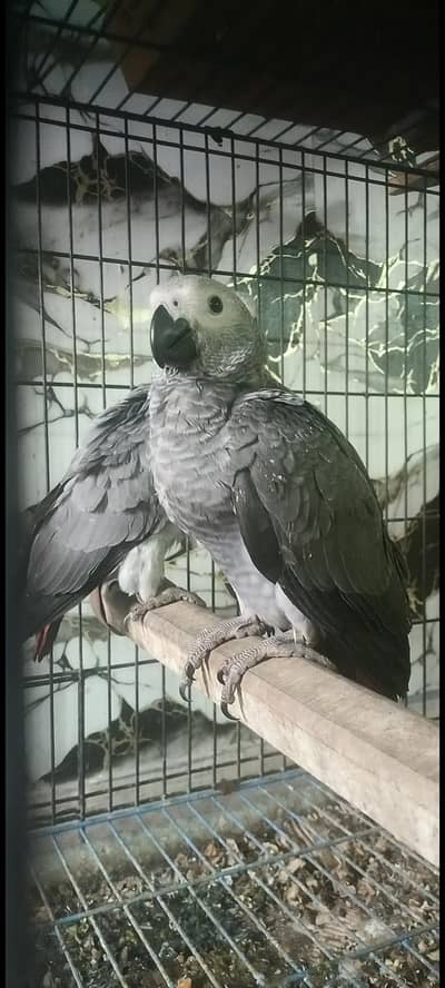 4 Months Proper Self Gray chicks Healthy ACtive