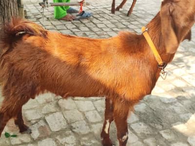 MashAllah Premium Qurbani Ka bakra For Sale 