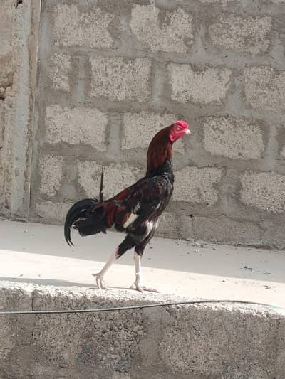 aseel for sell