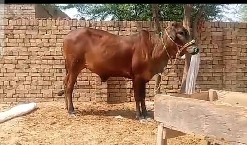 Qow qurbani keliy age 26 months meet weight 3 man 50 kg