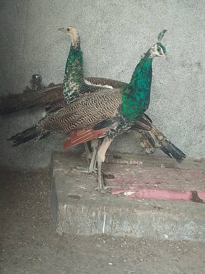 Peacocks 2 male