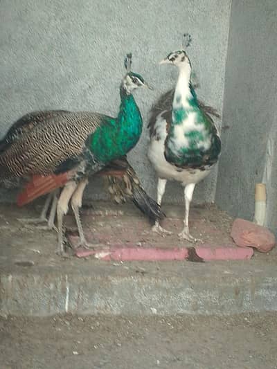 Peacocks 2 male