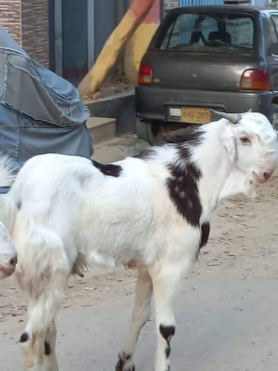 Tota puri bakra Andu full pointed face beauty/Qurbani 2026/03081229856