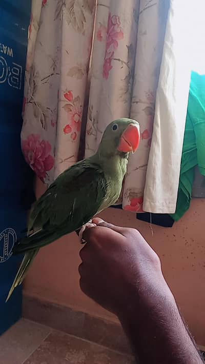 Tame Raw Parrot Baby for Sale