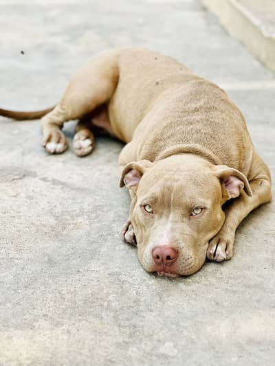 Pitbull dog for sale