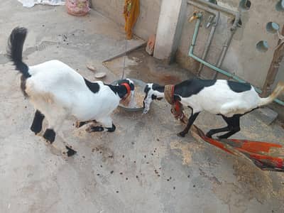 bakri far sale