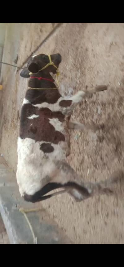 wacha for sale