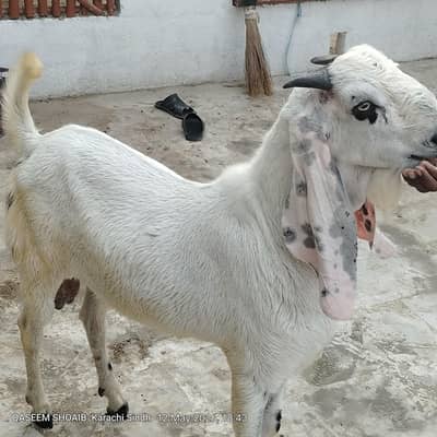 gulabi Bakra 2 dant