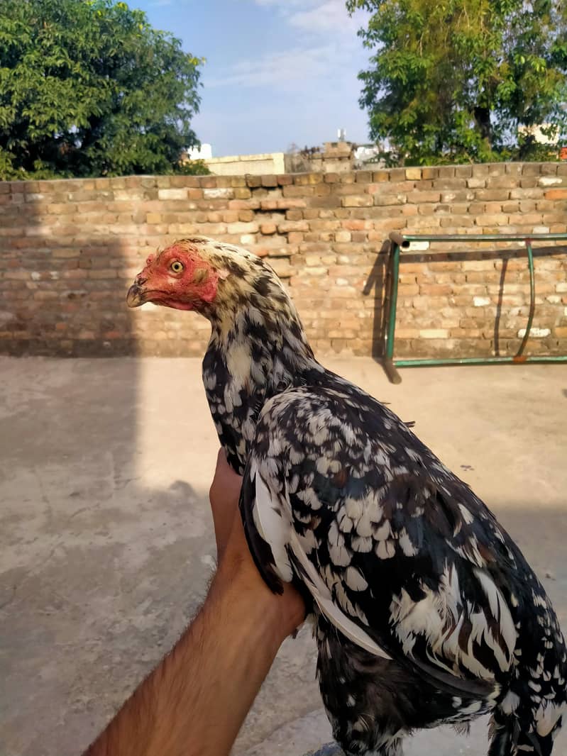 chini Madi 2