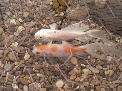BEAUTIFUL PLATINUM KOI AND COMMET FOR SELL | JAPANESE KOI