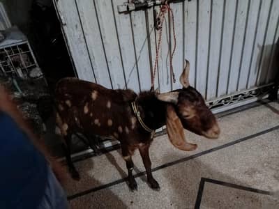 bakra for sale