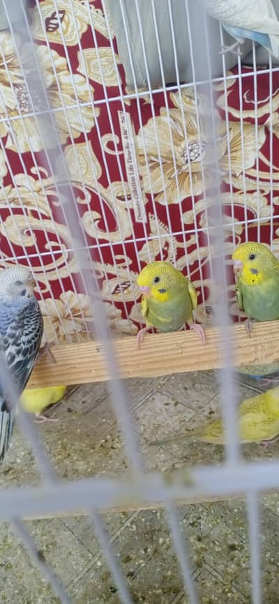 Budgie pathy pair price 1000