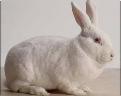 Zealand White  rabbit 5kg wali top quality  Benny  3k pr pes