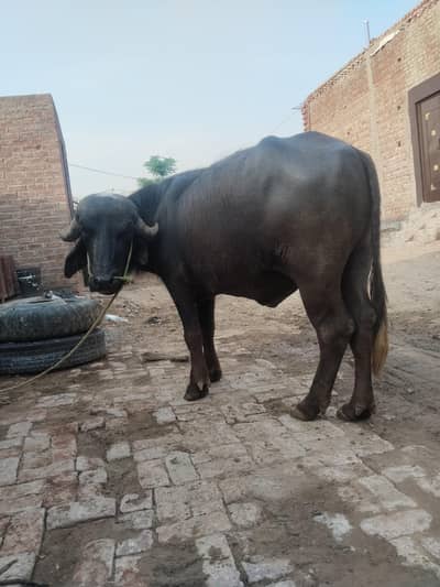 Qurbani ke liye Katta. price 380000  Bacchi price. . 280000 برائے فروخت).