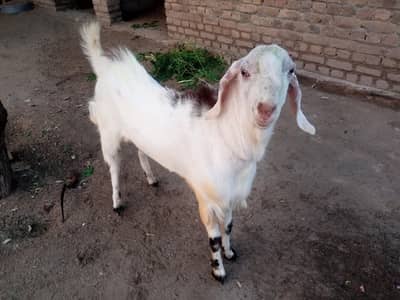 Qurabani k liye ghar ka bakra | قربانی کے لیے گھر کا بکرا