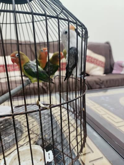 love birds chicks for sale