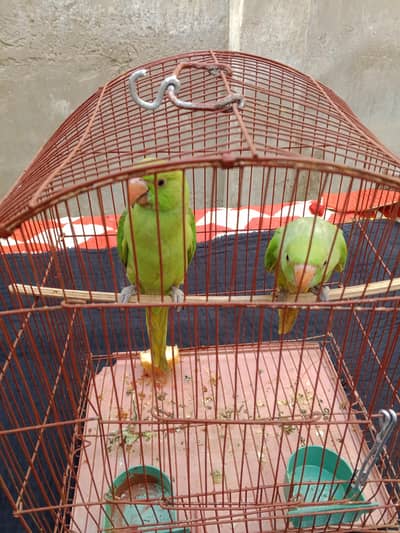 parrot babys hand tame and home pet