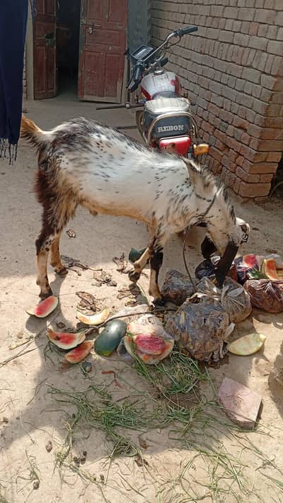 Quarbani k liye bakry
