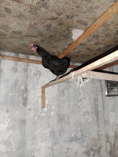 Australop Hen