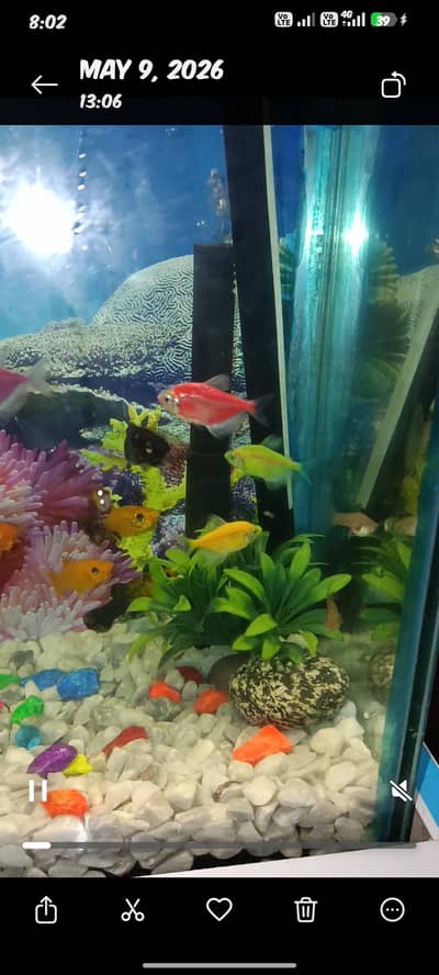molly platty and guppy breeder pairs for sale