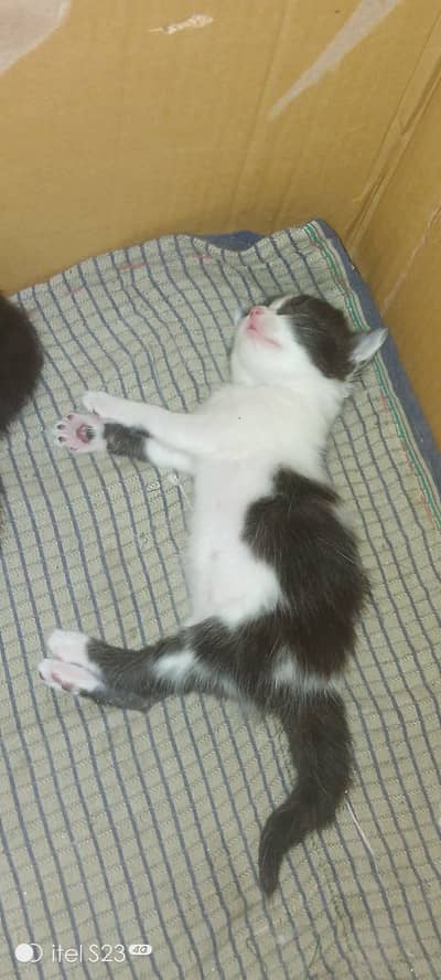 Healthy and Playful kittens available