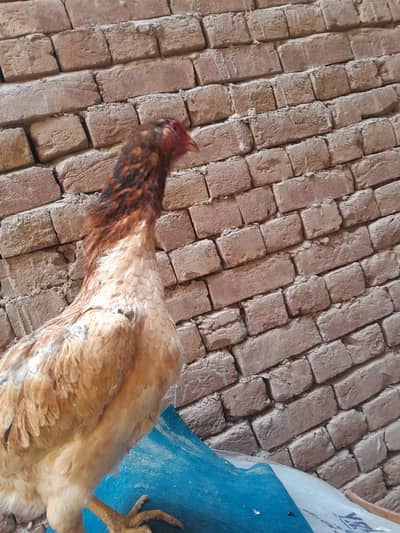 O SHAMO female  for sale