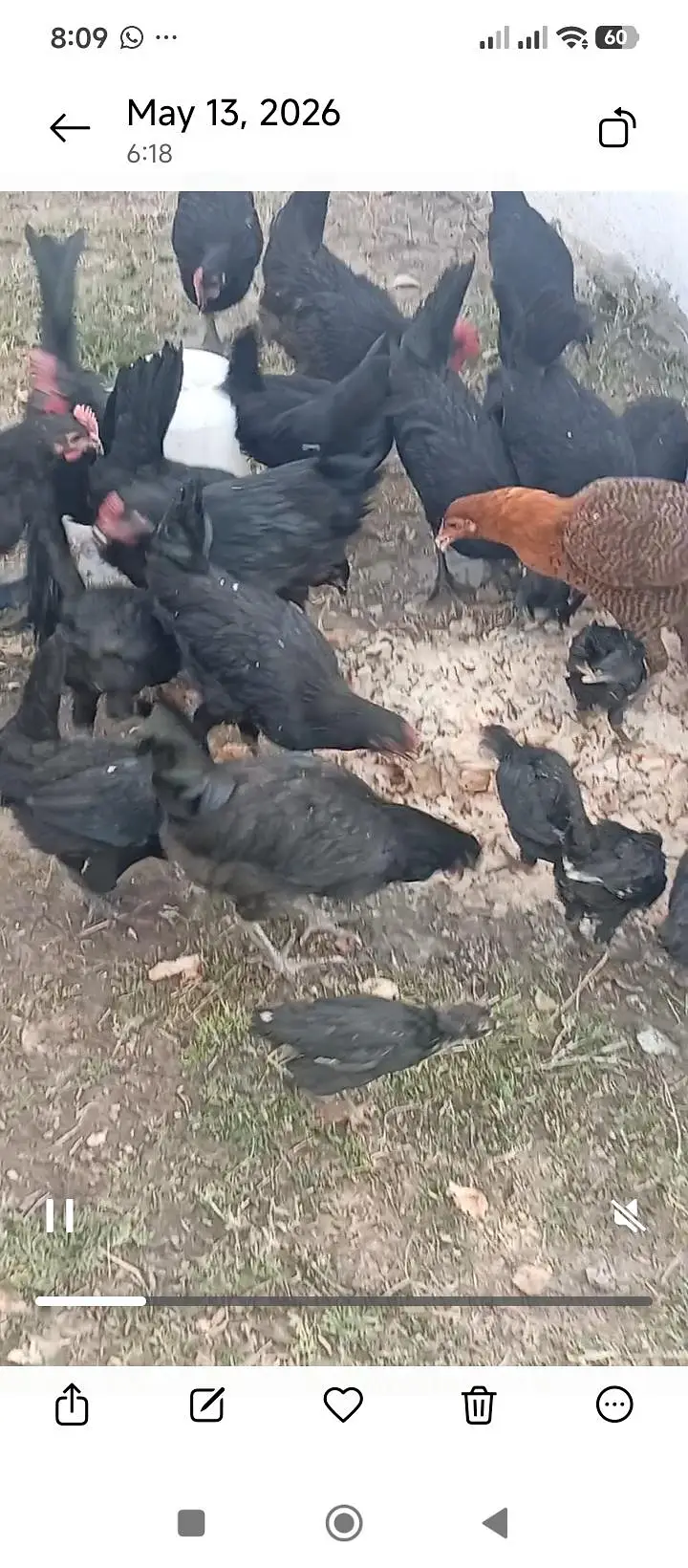 Austrolop Hens