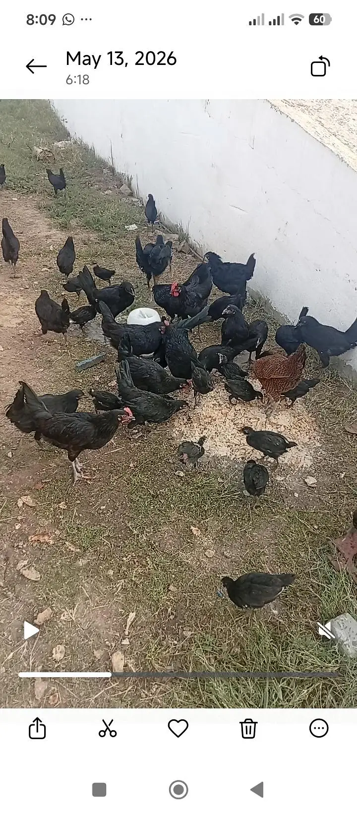 Austrolop Hens — photo 2