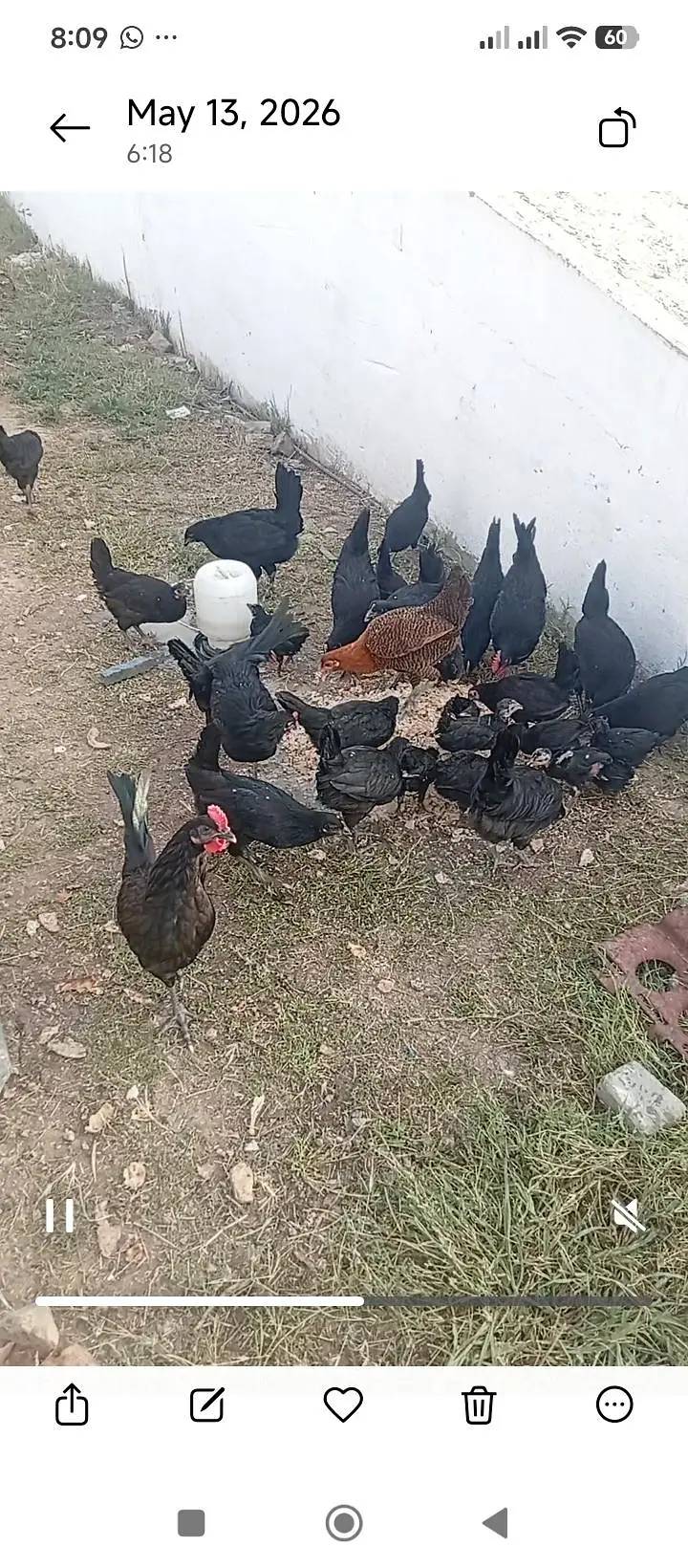 Austrolop Hens — photo 3