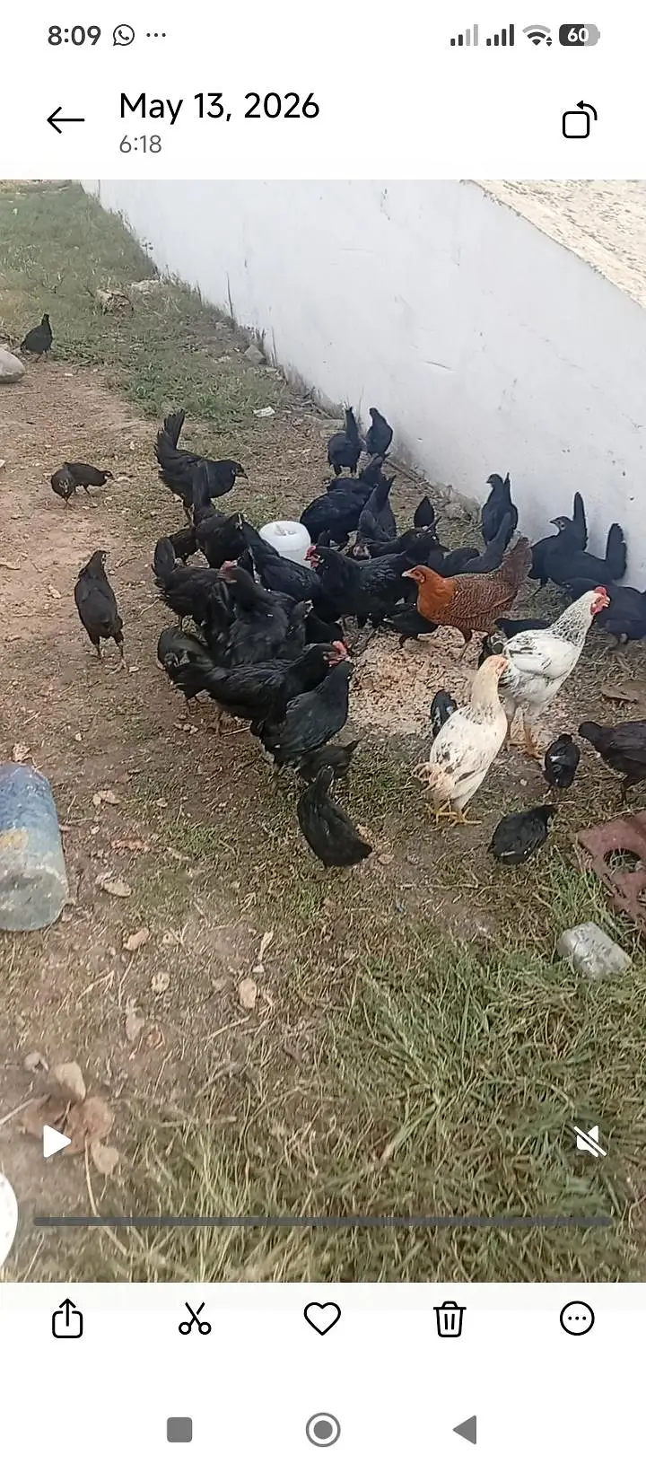 Austrolop Hens — photo 4