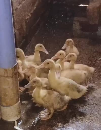 Pekin duck