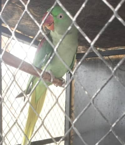 RAW FEMALE BREEDER PARROT