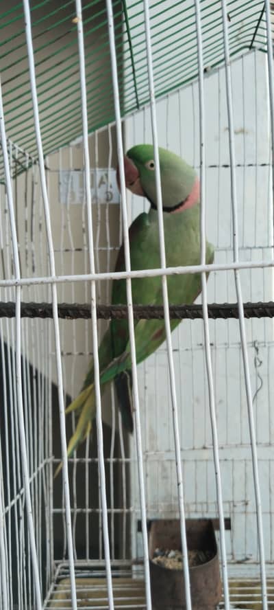 Raw parrots for sale