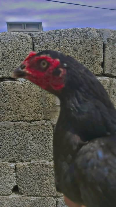 aseel hen for sale