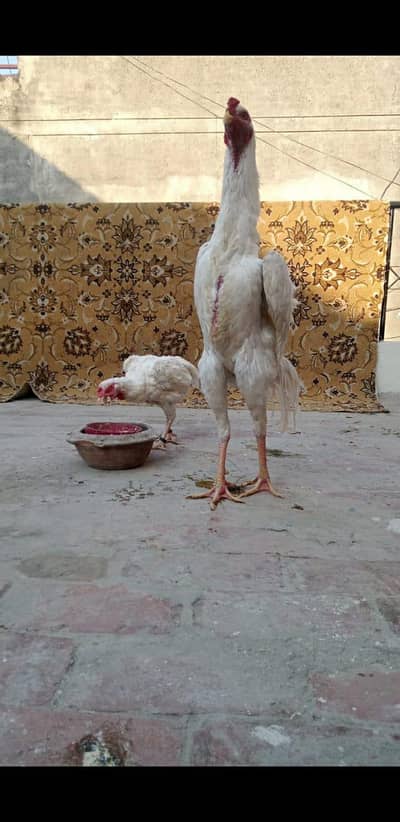 white king OH  shamo egg fertilized  100%