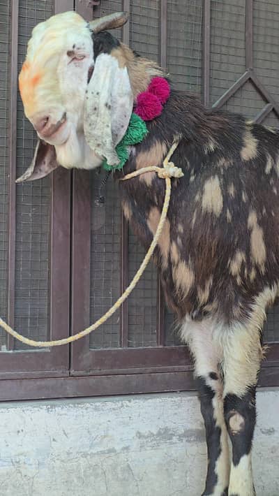 Qurbani k khoobsurat 2 dant bakry for sale