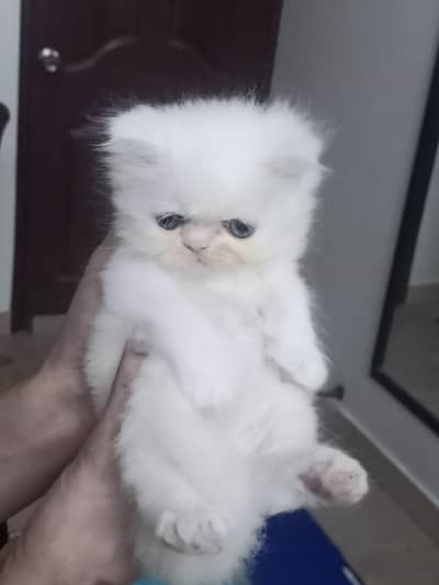 cute  Persian kitten