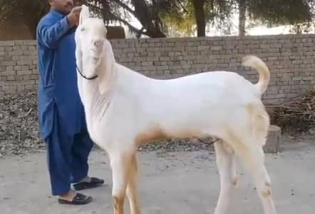 desi Bakra for sale/03226643435)