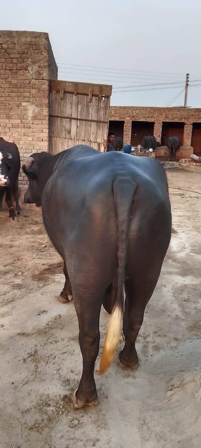 jhota weight 400kg meat plus demand