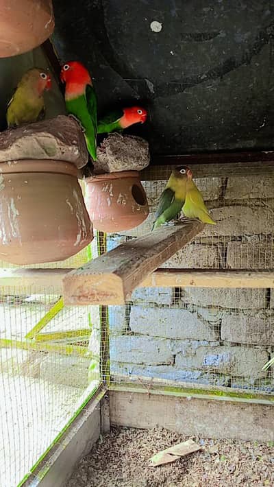 love birds colony