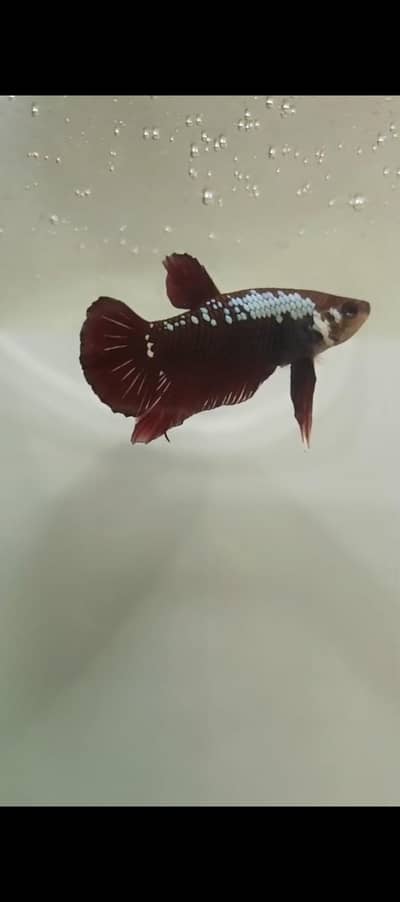 Red Samurai Male  2 half moon Female