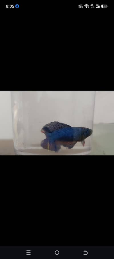 Half moon Female