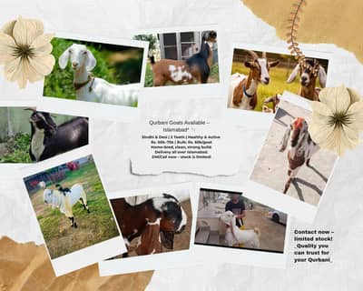 Premium Qurbani Goats for Sale – Islamabad*