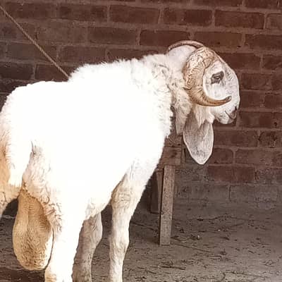 qurbani chtra