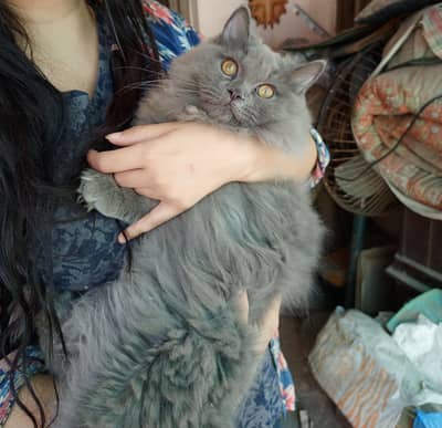 BRITISH LONG HAIR EXTREMELY BEAUTIFUL CAT