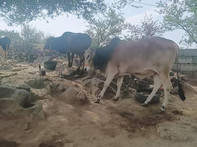 Sahiwal Bachry | Desi wachy | Bull | Qurbani 2026 | Bull For sale
